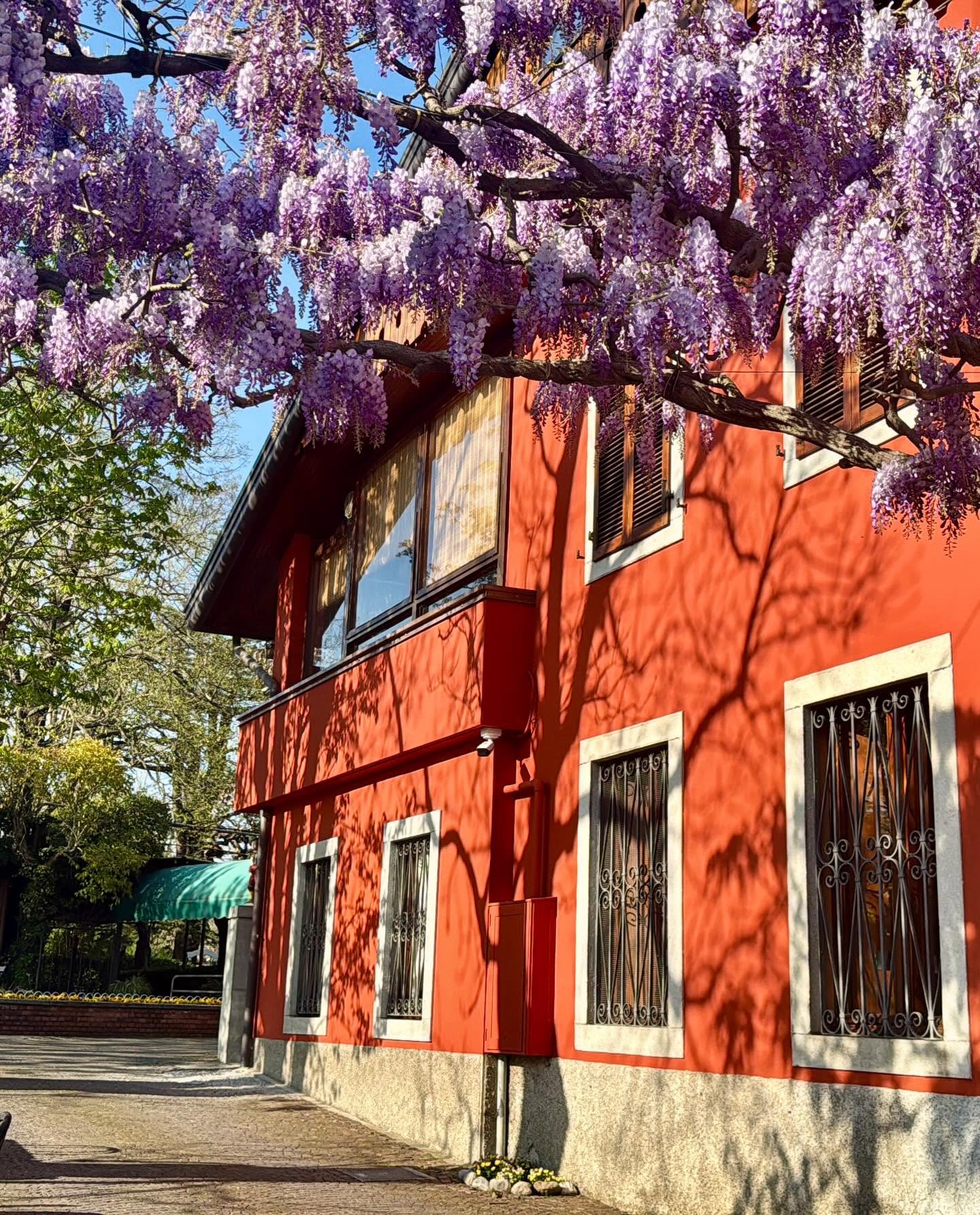 Esterno della trattoria con glicine fiorito